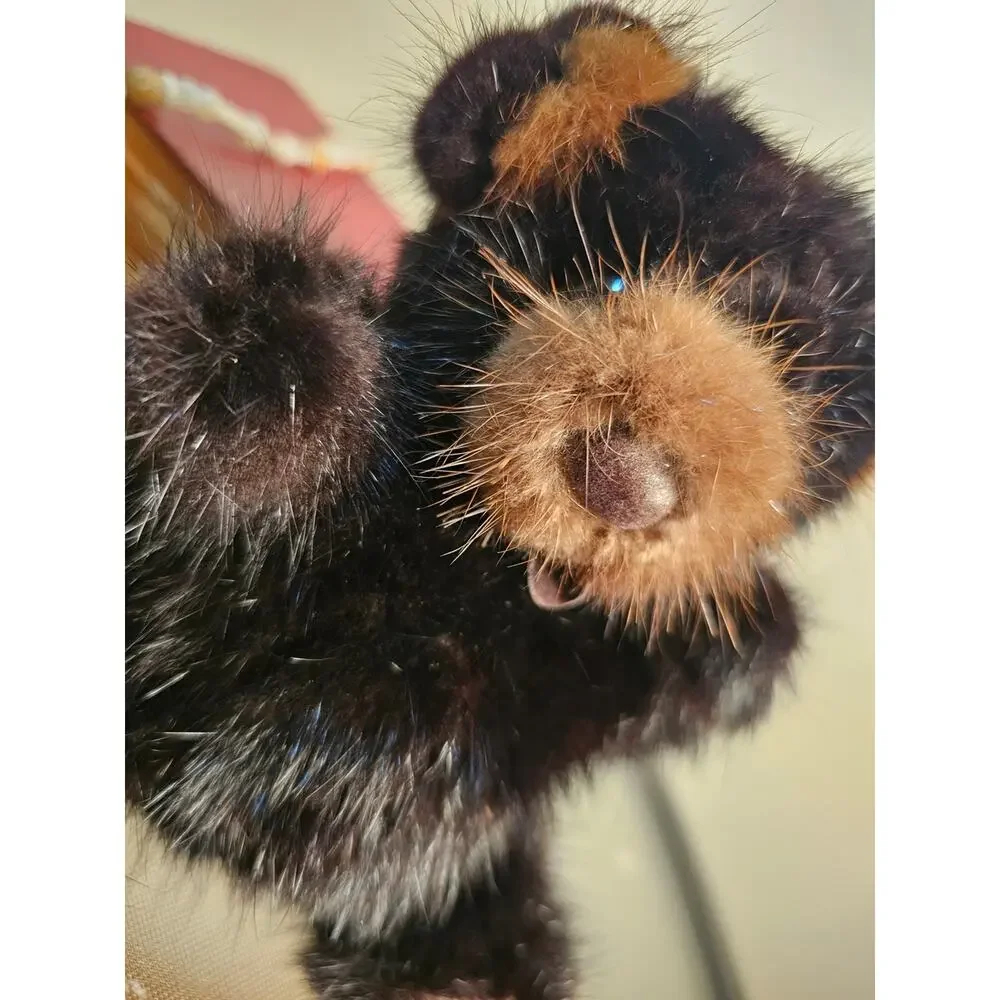 1982 MINK Rare Bear Black and Brown 6 Inch Teddy Bear